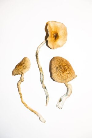 Golden Teacher – Magic Mushrooms 1