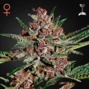 greenhouse seeds bubba kush feminized