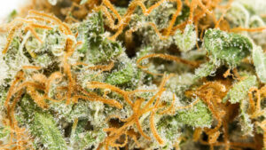 orange juice trichomes