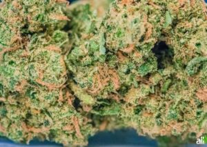 why blue dream one most popular strains marijuana